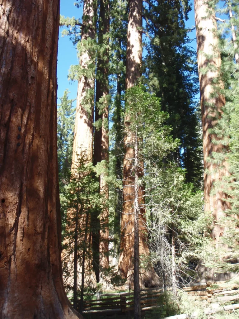 Majestic sequoia trees in a peaceful forest setting
