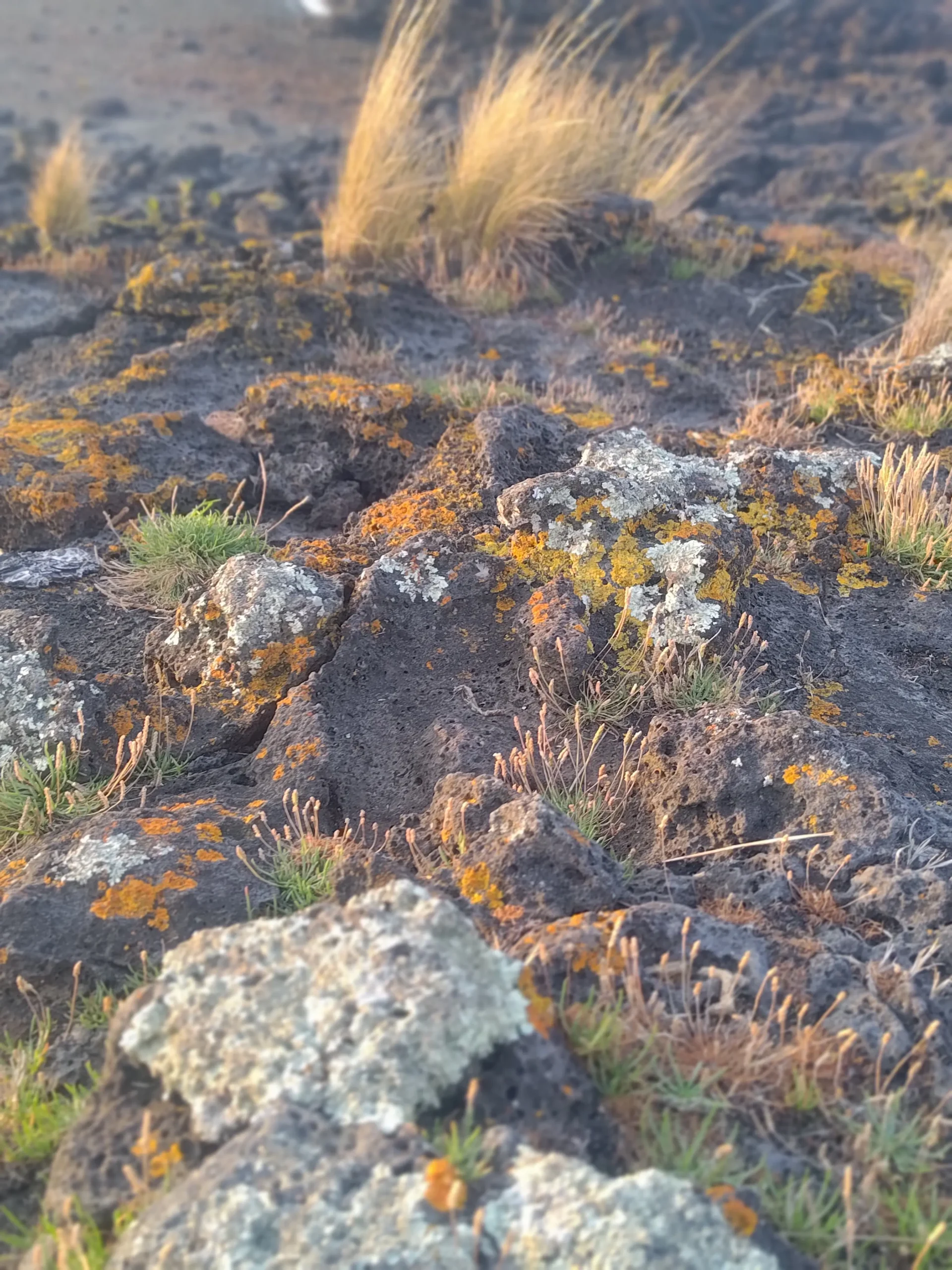 Textured lava rocks representing strength and resilience