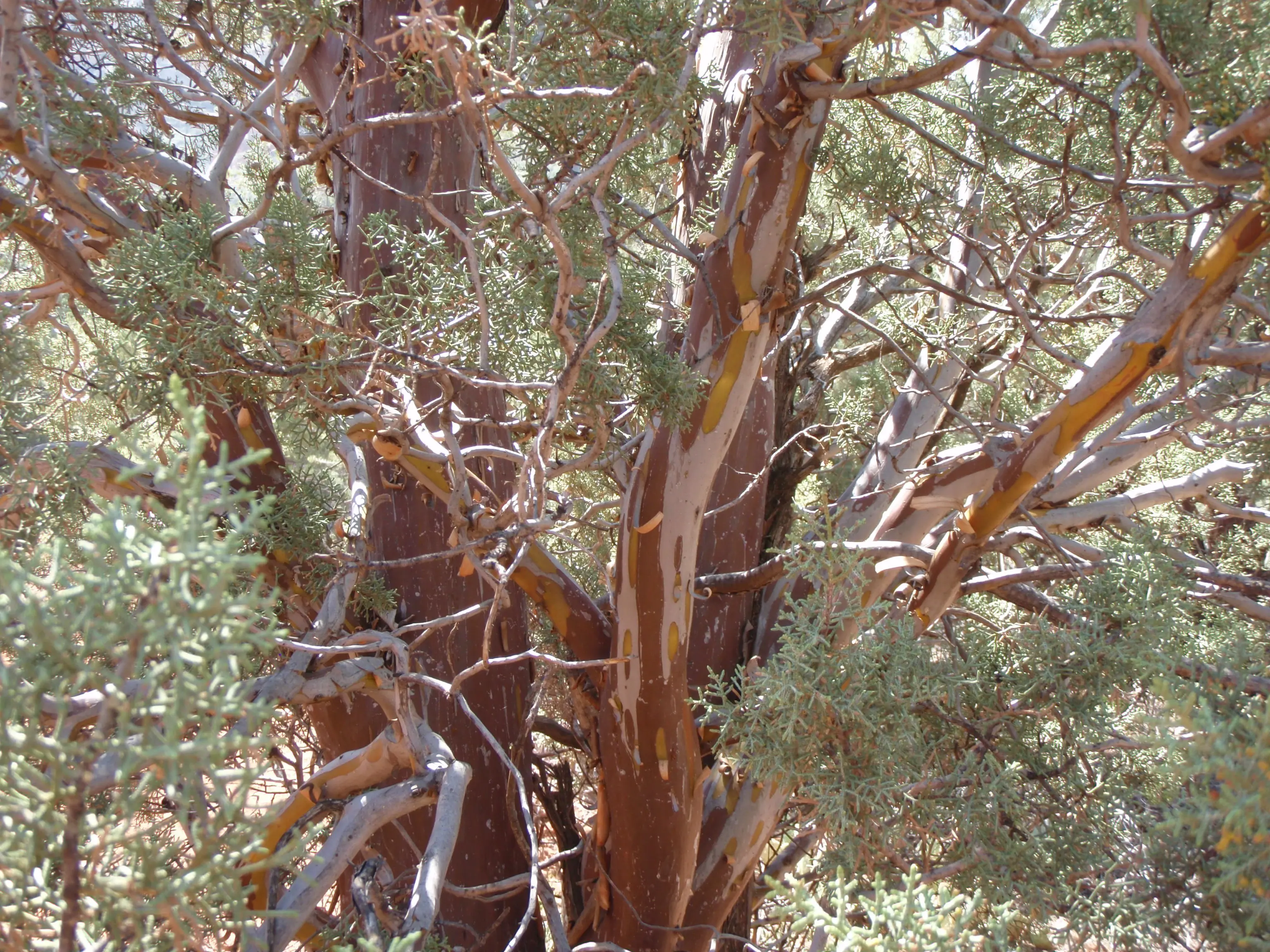 Mesquite tree in the Arizona desert