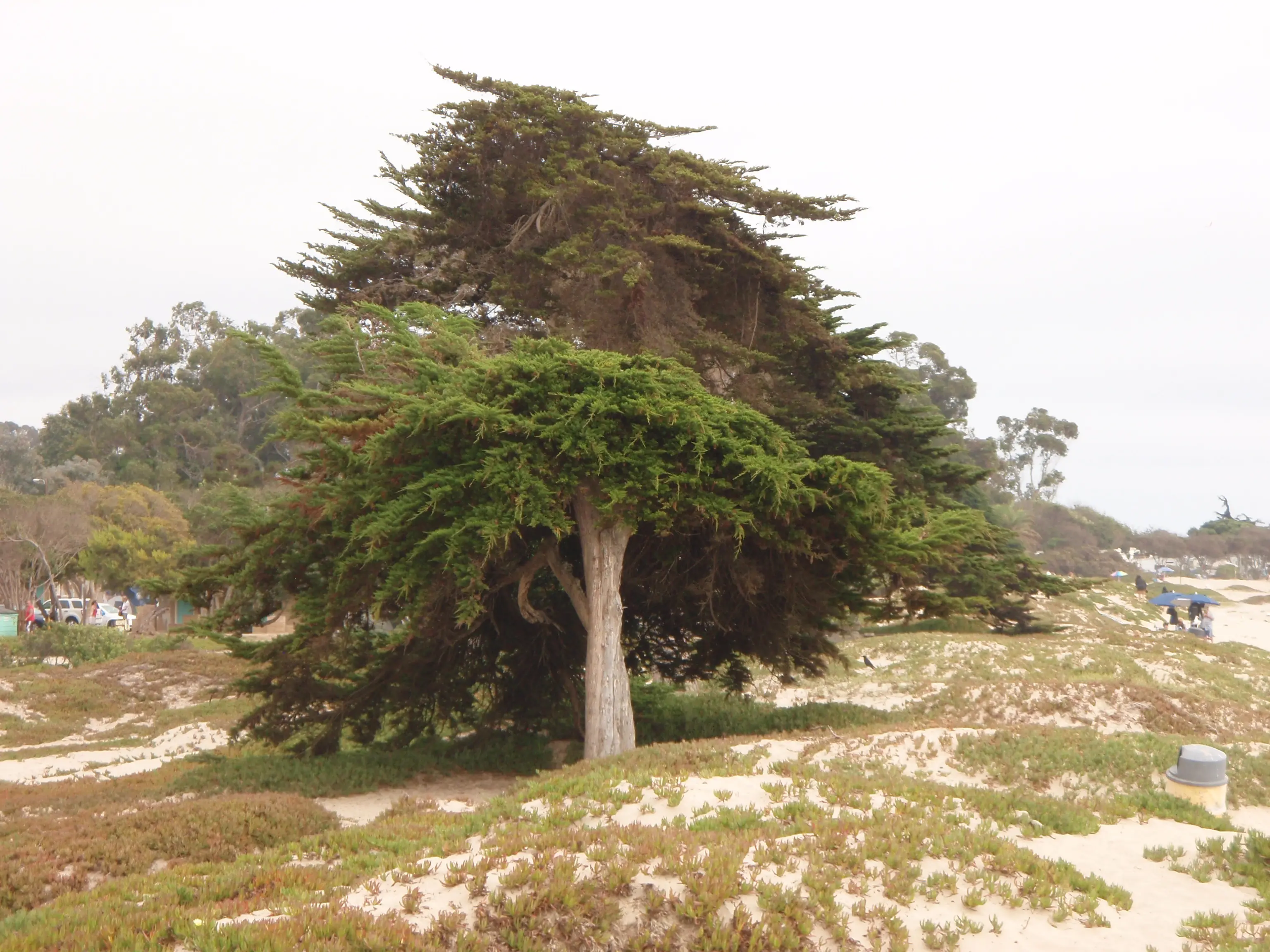 Abstract painting representing feminine energy