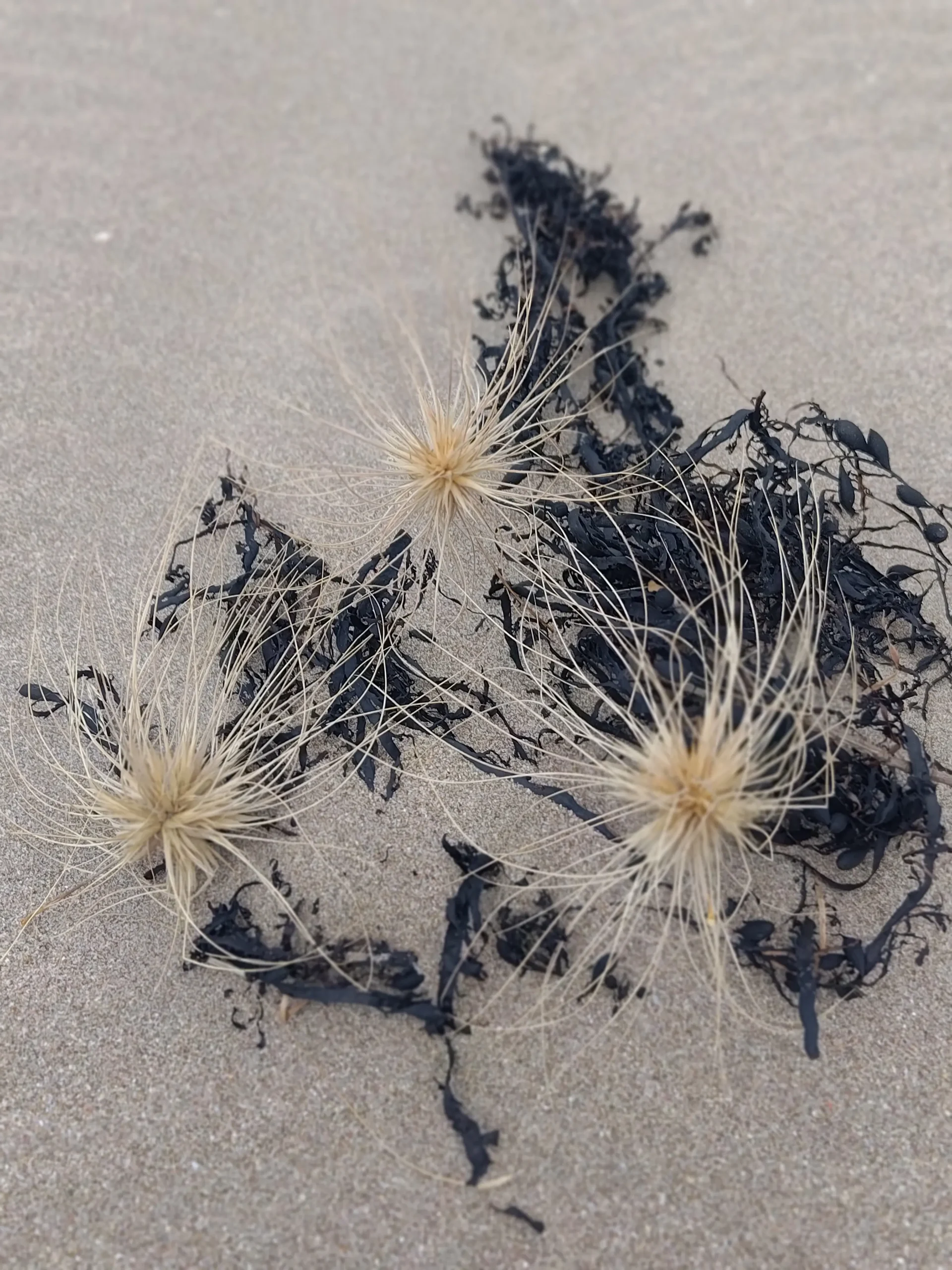 Delicate seeds representing growth and new beginnings