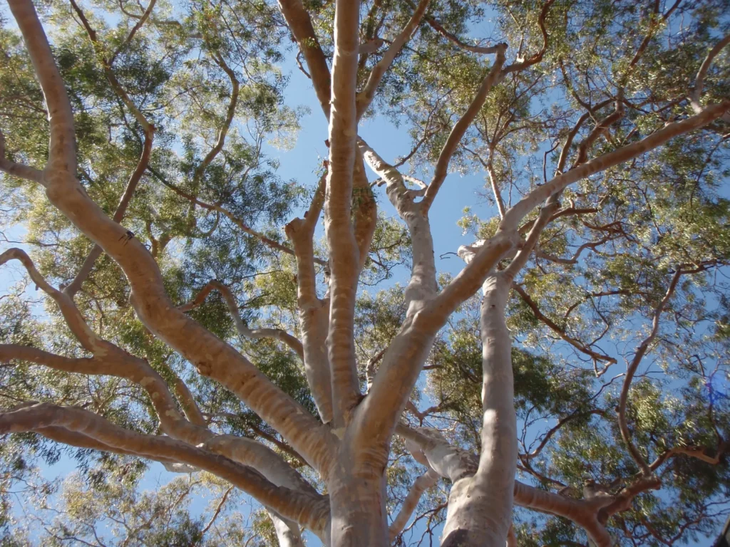 Trees reaching toward a bright blue sky representing growth and openness